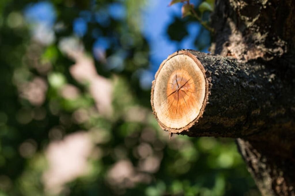 Cleanly cut a tree branch after professional pruning, showing proper trimming technique