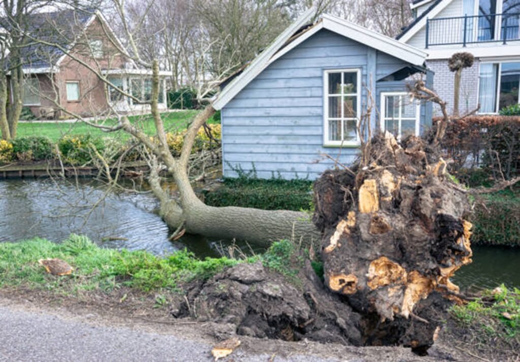 Uprooted tree with exposed roots after storm damage near residential home in Beachwood, OH