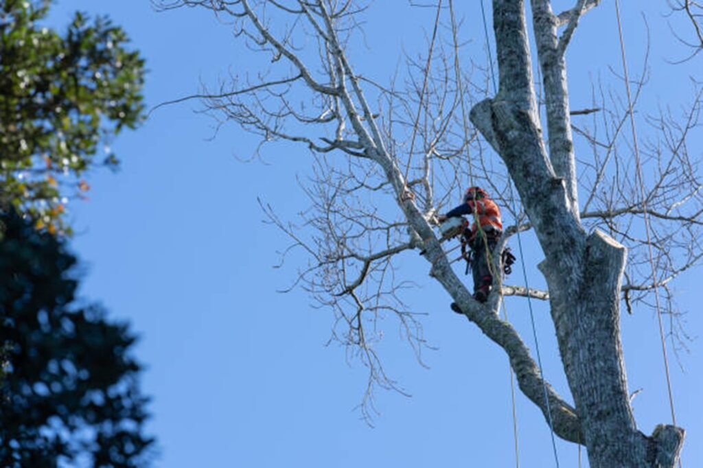 Tree removal crew cutting down a large tree safely near home in Willoughby Hills, OH