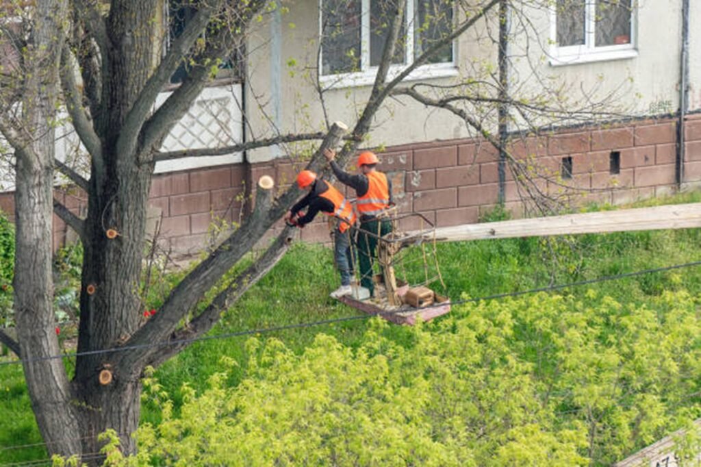 Tree trimming and pruning service improving tree health and structure in Willoughby Hills, OH