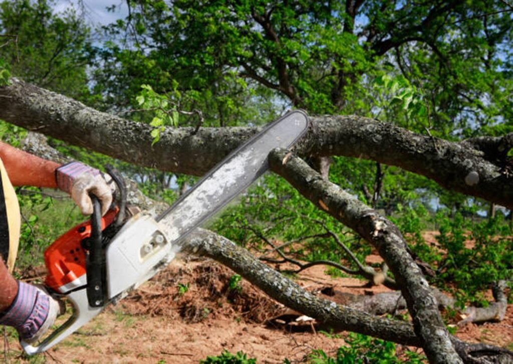 Large tree safely removed from residential property in Willoughby Hills, OH by professional tree service crew